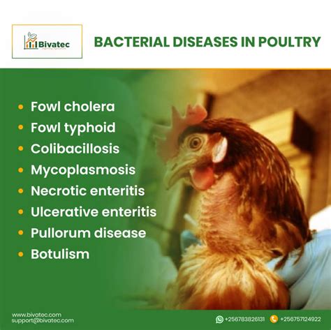 No. 1 Bacterial Diseases Treatment in Poultry.